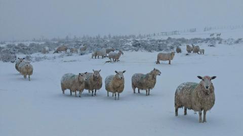 Sheep covered in snow