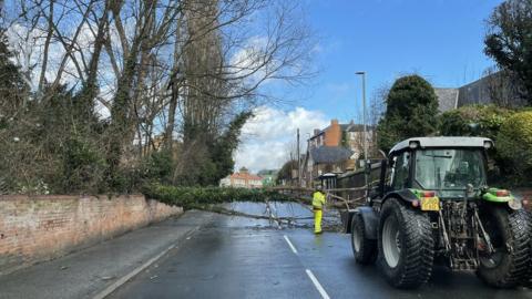 Tree down in Calverton Road