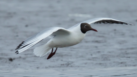 Gull in flight