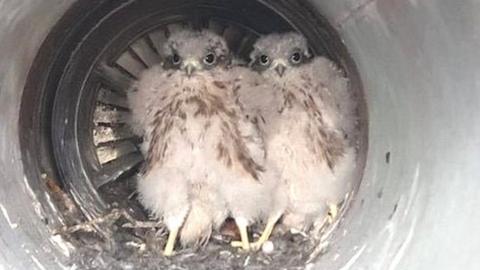The birds were discovered in the aircraft's exhaust