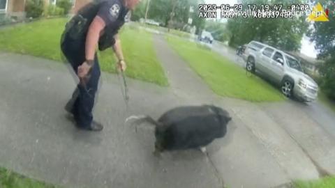 Police chase pig