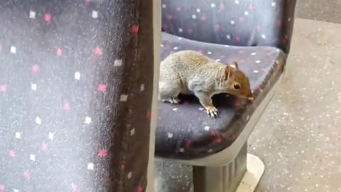 Squirrel on a train.