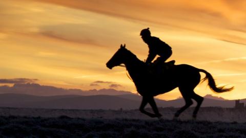 Horse in silhouette