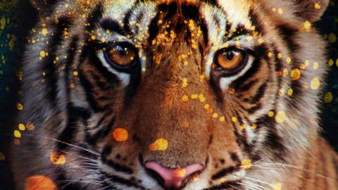 A close-up of a tiger's face with dots of yellow and orange light scattered all over it.