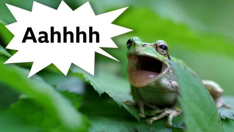 Frog open mouth with spiky speech bubble saying aahhh