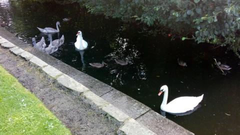 Swans in Peel Park