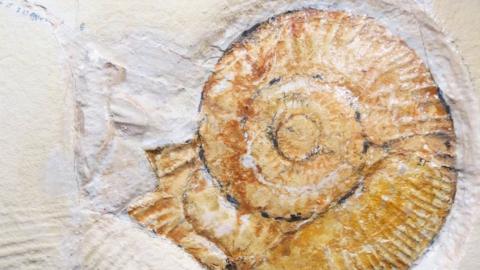 Ammonites are a type of prehistoric cephalopod
