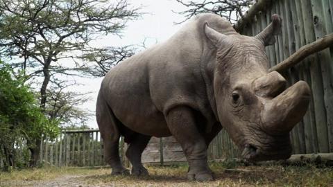 A rhinoceros in Kenya