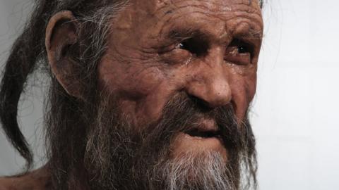 A reproduction of Ötzi at the South Tyrol Museum of Archaeology