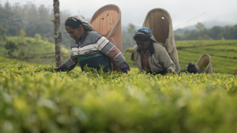 Tea pickers