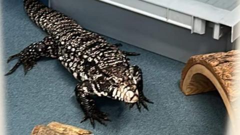 The lizard found in Guernsey
