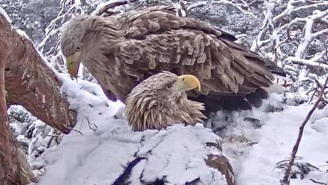 Sea eagles on nest in snow