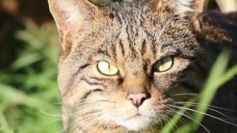 Scottish Wildcat