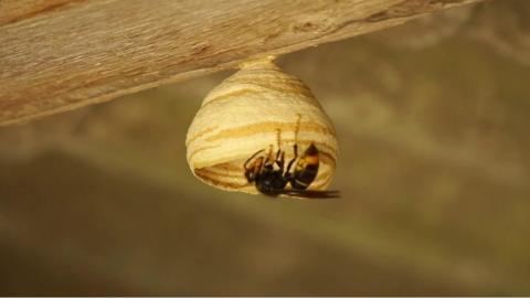 Asian hornet nest