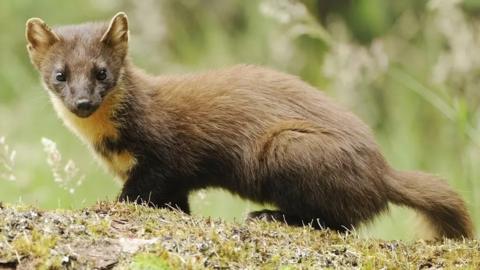 A pine marten photographed in Scotland