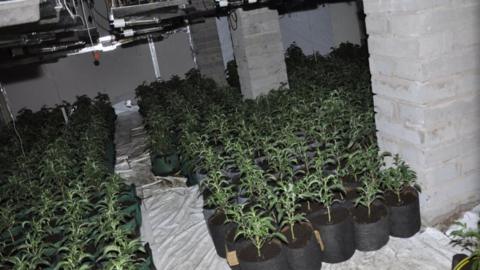 Cannabis farm discovered in St Helens