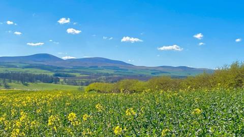 Yellow flowers in a field in the foreground, with rolling fields and mountains and bright blue sky behind