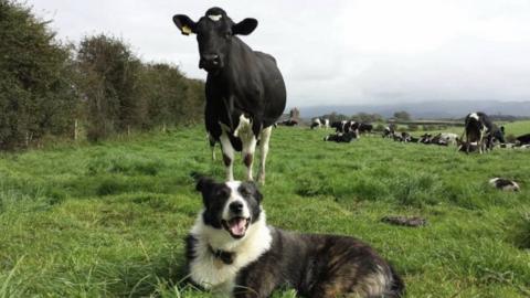 A farm dog amongst the cows