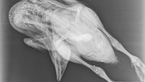 X-ray of dead goose