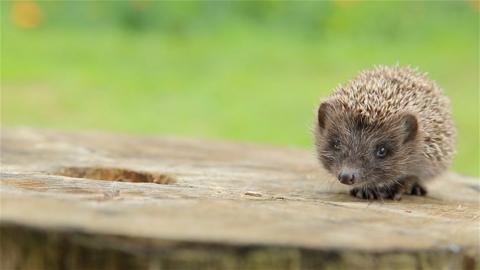 Baby hedgehog