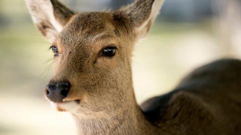 A sika deer stands on March 12, 2020 in Nara, Japan.