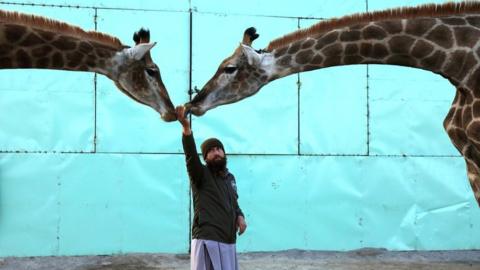 A zookeeper feeds a pair of giraffes at a zoo in Peshawar, Pakistan, 16 December 2020