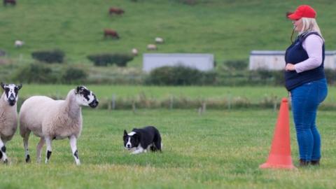 Handler Shannon Conn and Border Collie Chip gathering sheep