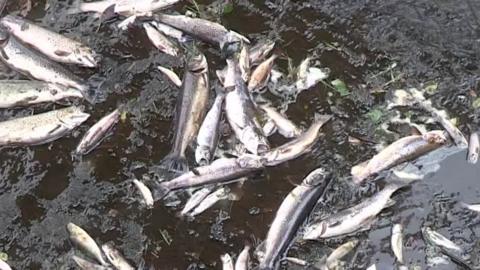 fish dead in river