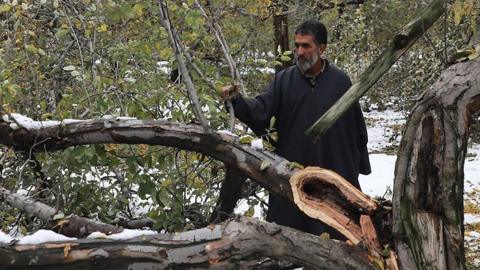 Broken stems of an apple tree due to heavy snowfall seen on November 5, 2018 in Kashmir.