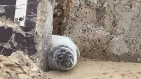 A seal at Winterton