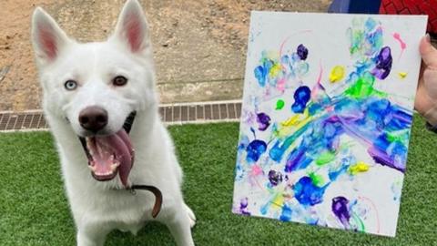 A photo of a dog with art