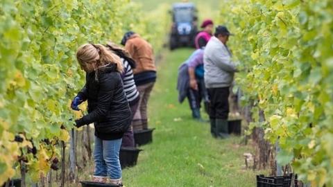 Workers picking grapes at a Hampshire vineyard