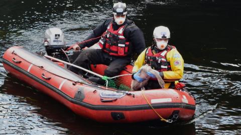 The RSPCA rescuing swans