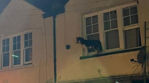The husky on the window ledge