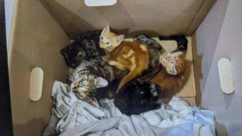 A box containing a cat and four kittens