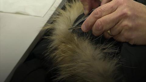 Fur being examined