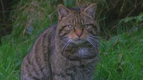 Scottish wildcat