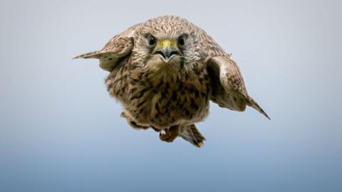 This kestrel was photographed by Andy Maher