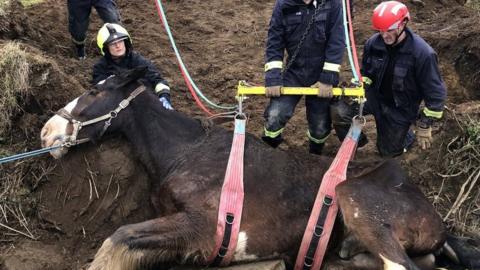 A horse stuck in a ditch