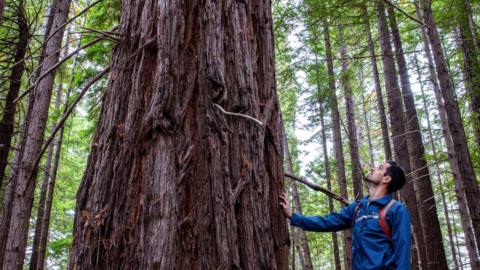 A redwood at Tc’ih-Léh-Dûñ