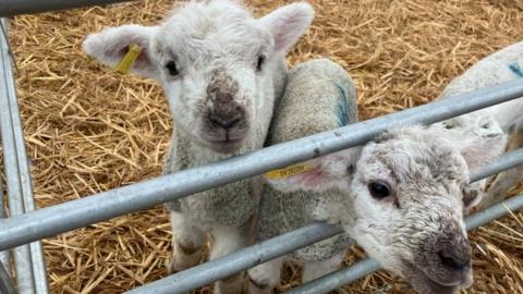 Lambs in hay in a stall surrounded by metal railings