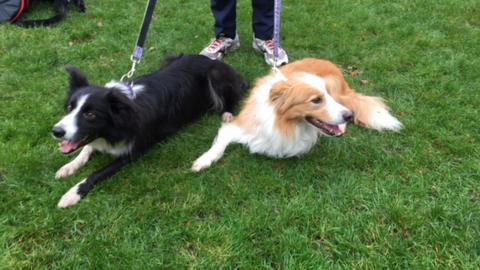 Two dogs at Westminster dog of the year