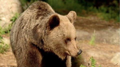 File pic of a bear in the Trentino area of Italy