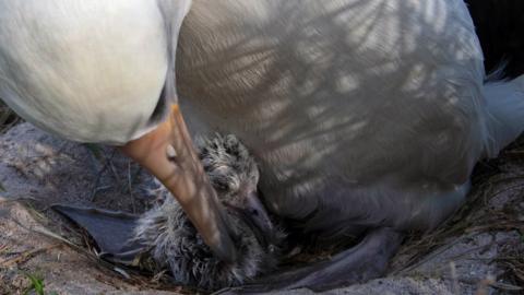 Wisdom the albatross with her newly-hatched chick
