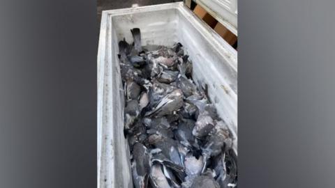 Chest freezer full of dead pigeons