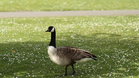 A Canada goose stands in a field