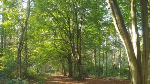 FRIDAY - Swinley Forest