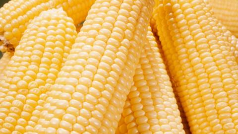 Yellow corn