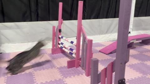 Cats could take part in an agility course as part of the event