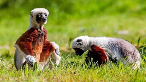 Coquerel"s Sifaka lemurs Beatrice and Elliott explore their new home at Chester Zoo
